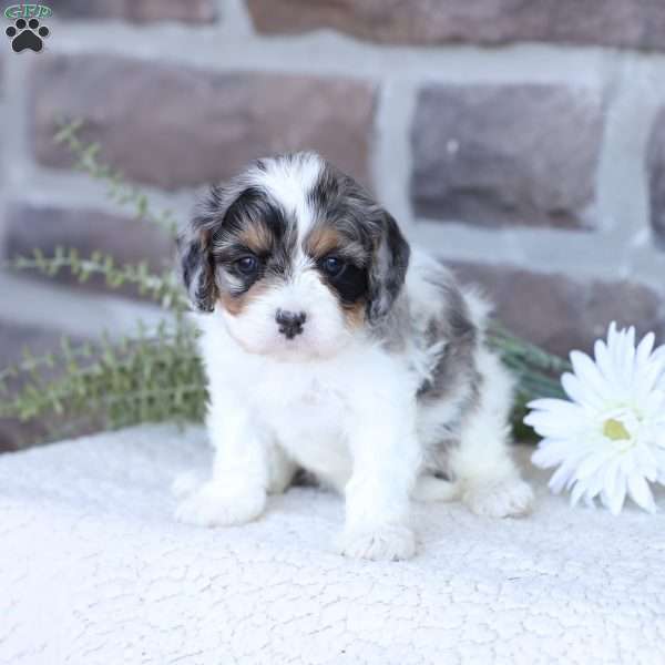 Angel, Cavapoo Puppy